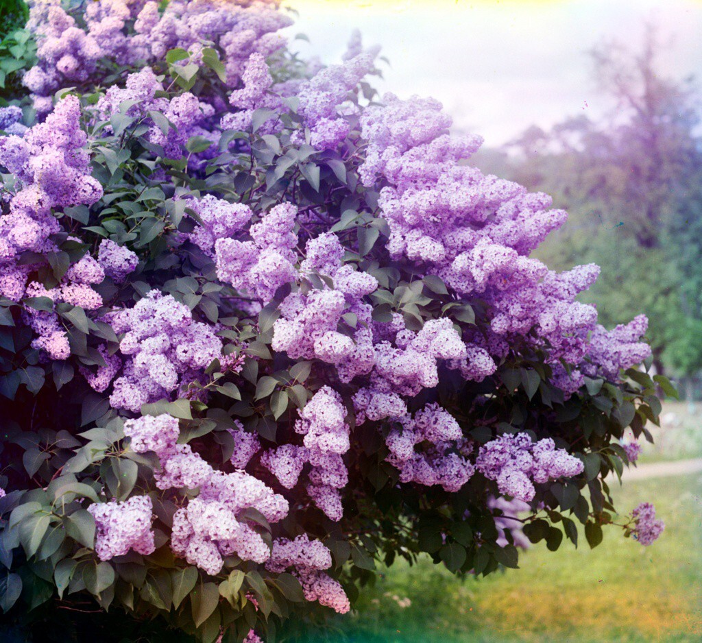 Gorskii_00171u.jpg