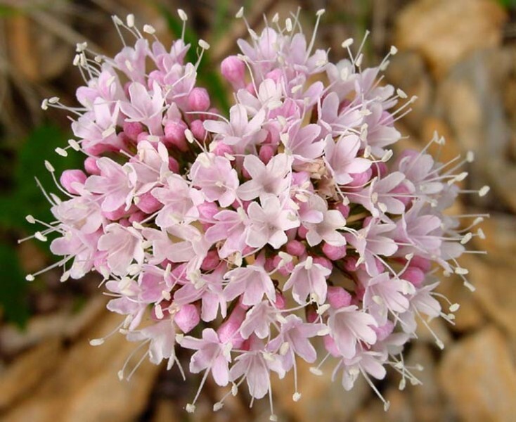 valeriana.jpg