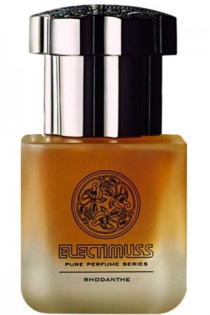 Rhodanthe Electimuss.jpg