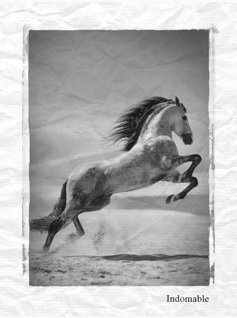 Morph Indomable_picture.jpg