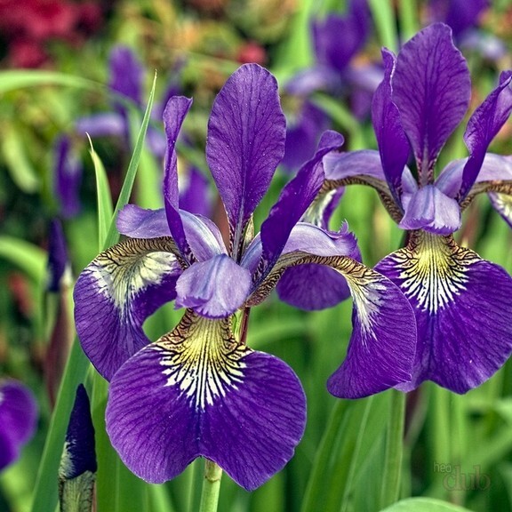 iris.jpg