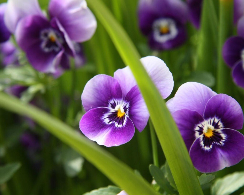 hq-wallpapers_ru_flowers_26424_1280x1024.jpg