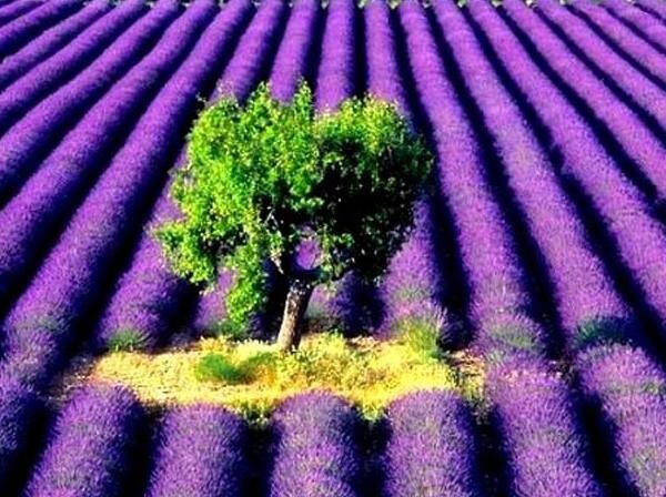 4_Symrise for Lavender.jpg