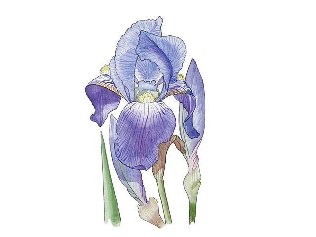 iris-pallida.jpg