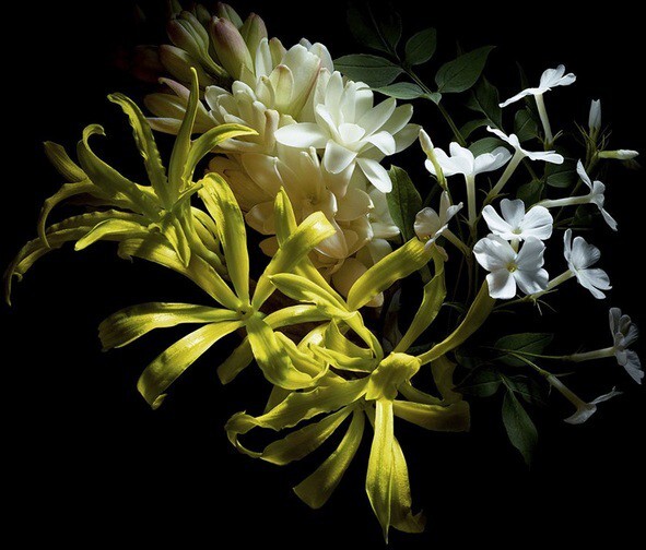 Alexander McQueen_McQueen Parfum_notes.jpg