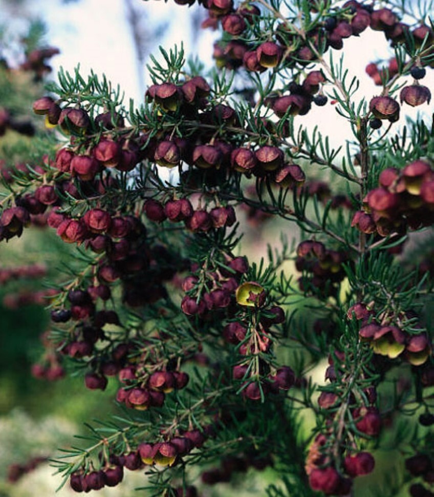 Коричневая борония brown boronia_photo.jpg