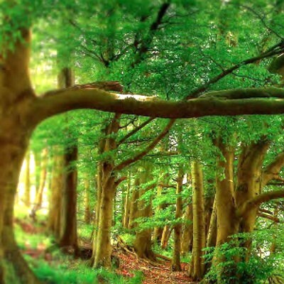 Precious Forest one.jpg Precious Forest one.jpg