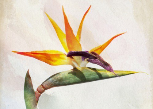 3_Bird of Paradise_picture.jpg 3_Bird of Paradise_picture.jpg