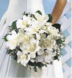 gardenia_8.jpg