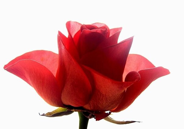 Rose.jpg
