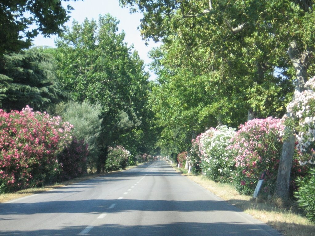 Via Aurelia.jpg