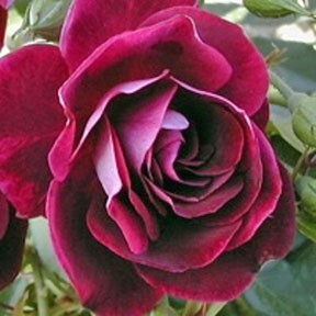 base_rose_for_Rose Volupte.jpg