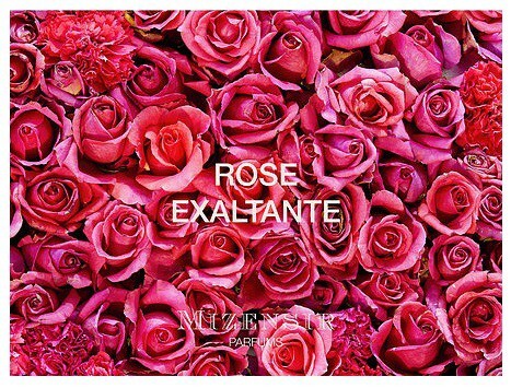 2_Mizensir_Rose Exaltante_picture.jpg