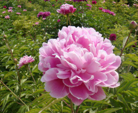 Pink Peon_foto.jpg Pink Peon_foto.jpg