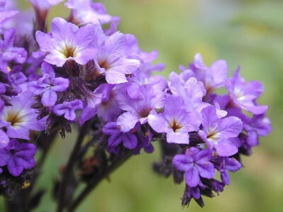 Heliotrope1.jpg
