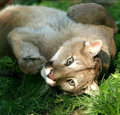 Puma nat.jpg Puma nat.jpg