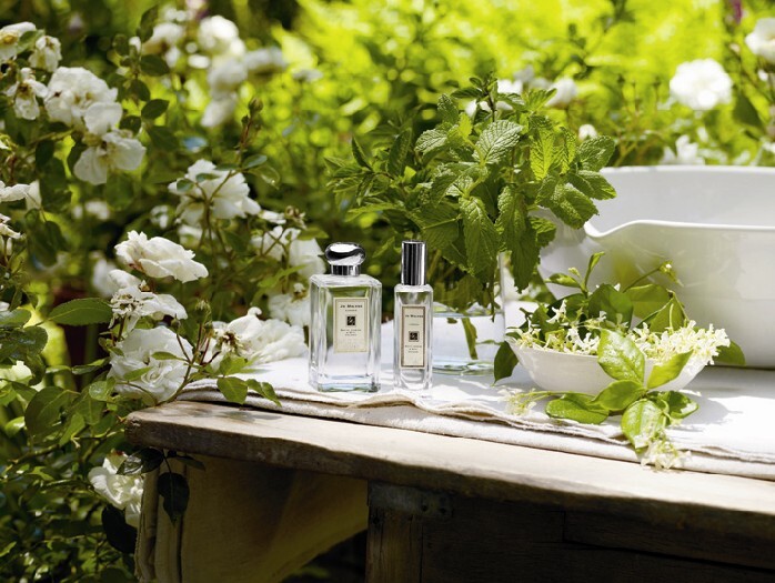 Honeysuckle&Jasmine.jpg