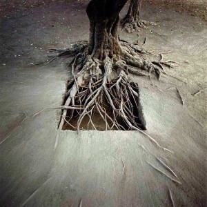 picture_Root.jpg