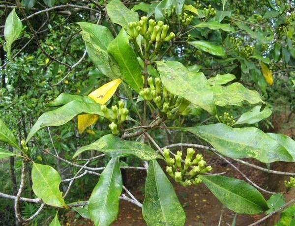 9_Givaudan_clove leaf oil in Madagascar.jpg
