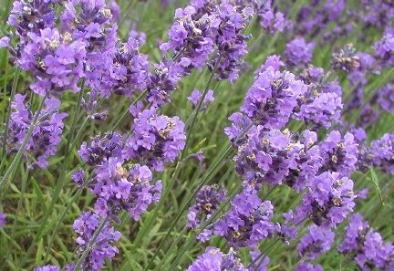 Lavender_flowers.jpg