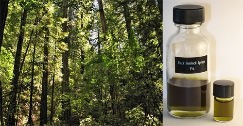redwood-and-tsuga.jpg