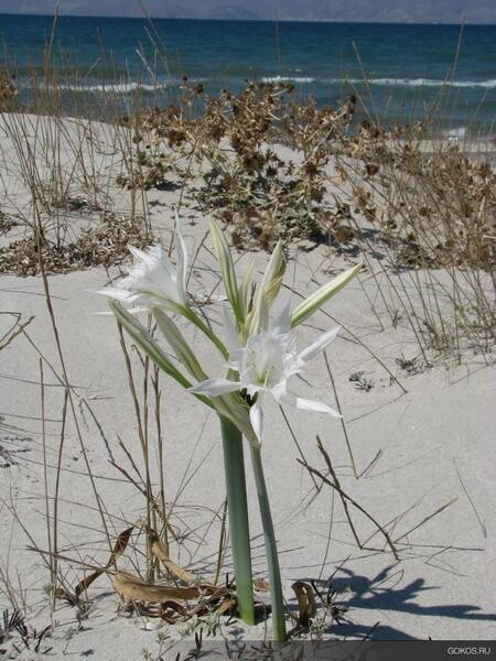Sea daffodil_photo.jpg