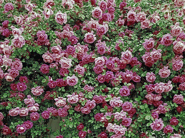 5_Rose Pompon_picture.jpg