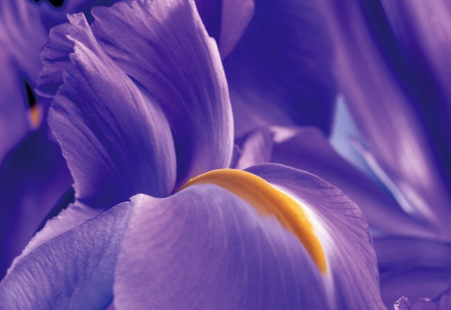 Iris Nobile Sublime3.jpg