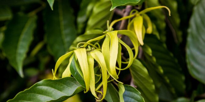 Ylang D'Or — интригующая новинка от итальянской нишевой марки Il Profvmo