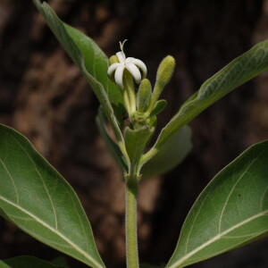 Каро-карунд в парфюмерии