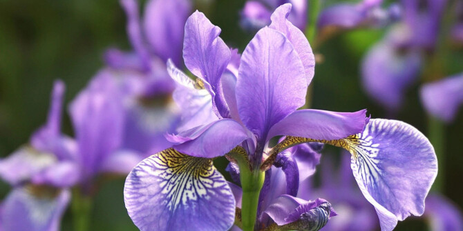 Parfums de Nicolaï анонсировали запуск Iris Medicis Intense