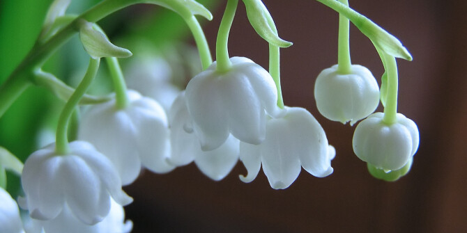 Guerlain анонсировали запуск коллекционного издания Muguet 2022