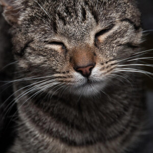 Кошачья радость