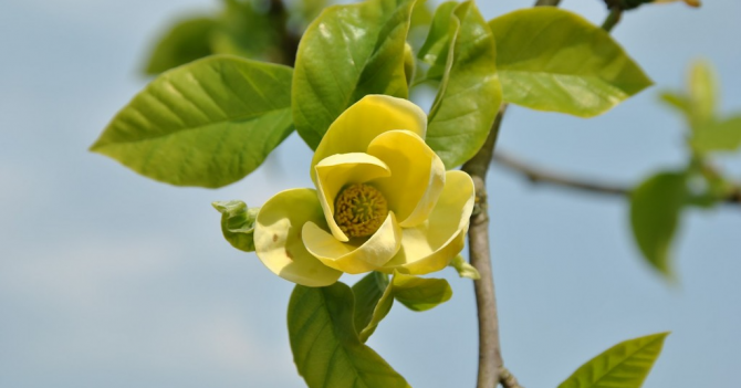 D.S. & Durga посвятили лимитку Magnolia City родному Бруклину