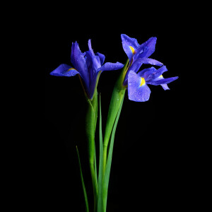 Морис Русель составил для Shalini духи Aurora Flacon Iris Lumiere