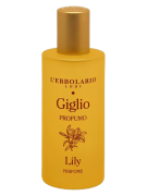 Giglio Lily