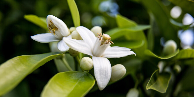 "Неролиевый рай мечты": Montale выпустили Holy Neroli