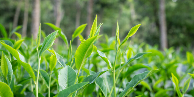 Elizabeth Arden «заваривают» благородные сорта чая в White Tea Eau Fraiche