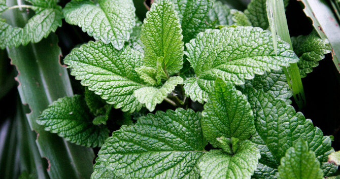 Зеленый свет A*Men Kryptomint