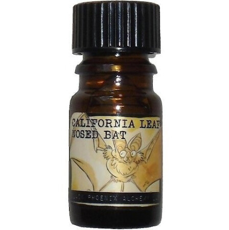 Black Phoenix Alchemy Lab Bats of Los Angeles California Leaf-Nosed Bat