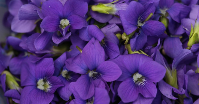 Deep Viola: Byredo выпустили эксклюзив для Harrods