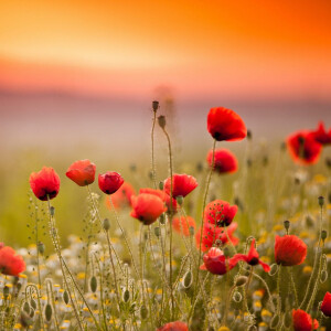 Bath & Body Works представили линейку продуктов Poppy