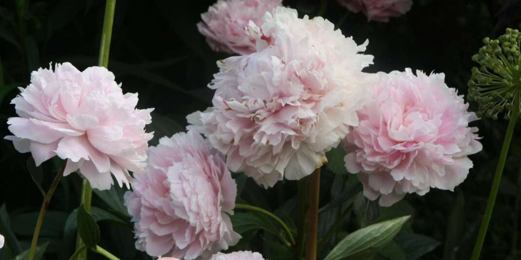 Бренд Карла Лагерфельда выпустил дуэт Fleur de Pivoine и Bois De Cypres