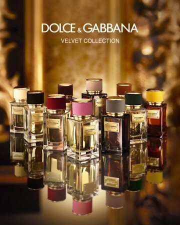 dolce gabbana velvet amber