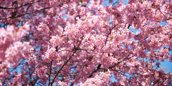 Нью-йоркские цветы — в весенней новинке от Bond No. 9