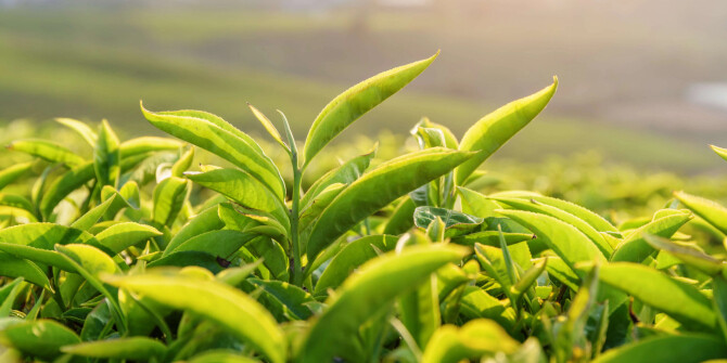 Van Cleef & Arpels представляют Thé Amara с аккордом зелёного чая