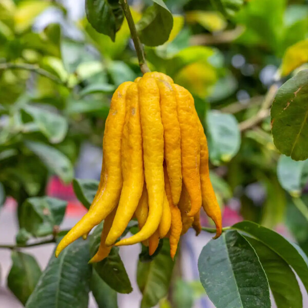 Ноты в ароматах