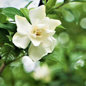 Экзотическая нежность гардении