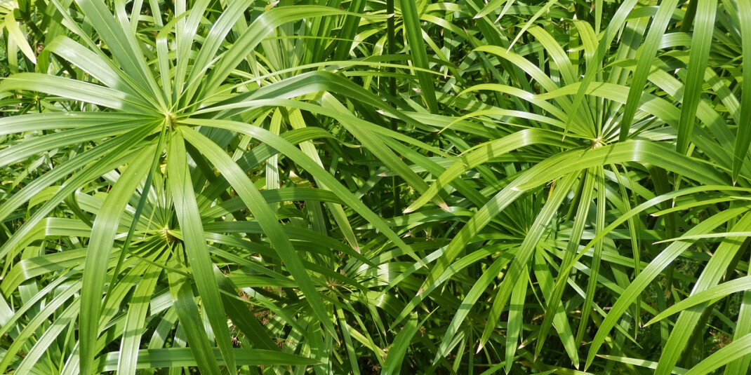 Montale переносят в сердце Древнего Египта в новом Herbal Aquatica