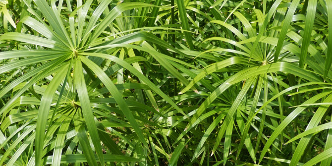 Montale переносят в сердце Древнего Египта в новом Herbal Aquatica